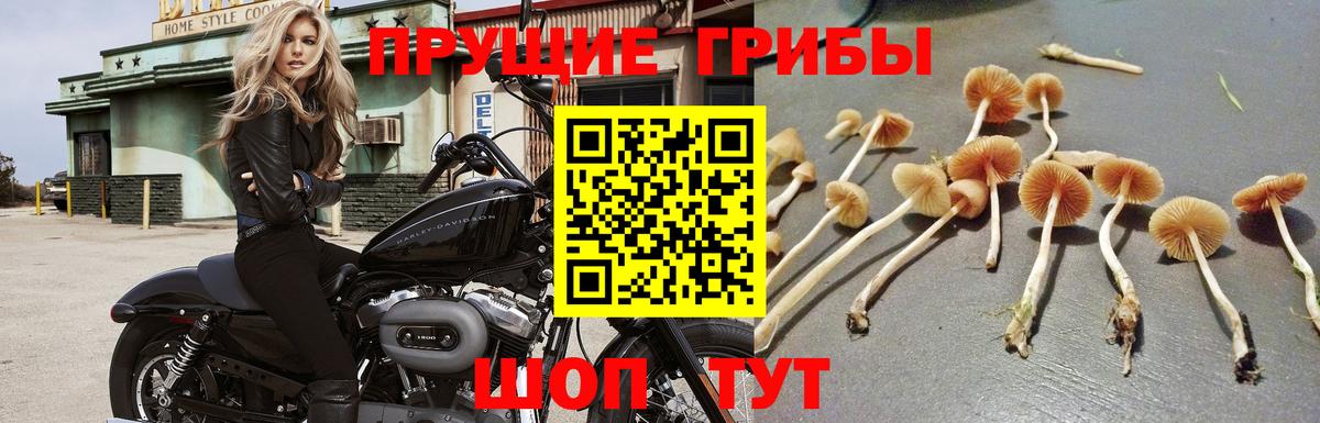 Магадан  Галлюциногенные грибы GOLDEN TEACHER  что такое   Вход с VPN 